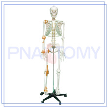 PNT-0104 170cm scientifique grandeur nature Squelette d&#39;anatomie humaine